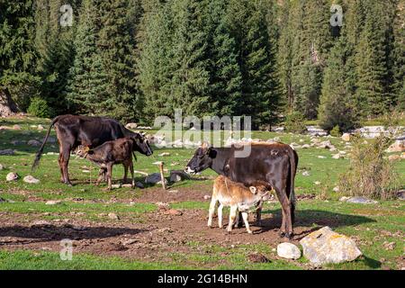 Cows nursing in the Barskaun Gorge, Kyrgyzstan Stock Photo