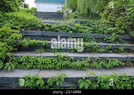 Old stone stairs in the park. Stairs covered with bushes.	 Old stone stairs in the park. Stairs covered with bushes. Stock Photo