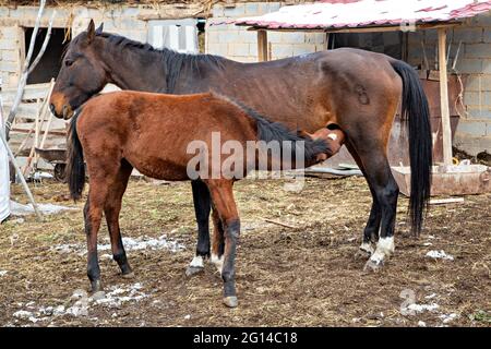 Female horse nursing foal in Kyrgyzstan Stock Photo