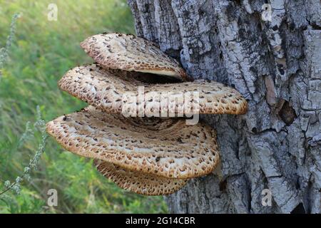 Chaga Mushroom on the tree. Large tree mushrooms grew on the trunk of a tree. Stock Photo