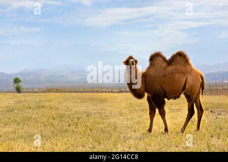 Bactrian camel in the meadows near Issyk Kul in Kyrgyzstan Stock Photo