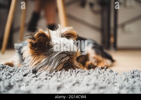 Cute yorkshire terrier puppy falling asleep at home on the carpet in bedroom. Stock Photo