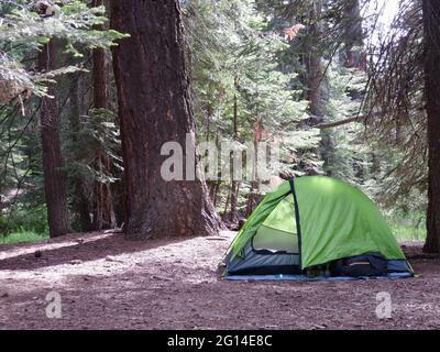 camping among the giant redwood trees in the forest Stock Photo