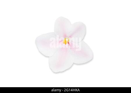 Beautiful white flower african violet isolated on white macro photo Stock Photo