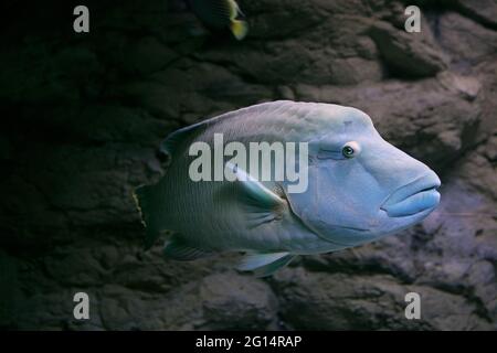 Humphead Maori Wrasse fish in Oceanarium of Saint Petersburg, Russia. Stock Photo