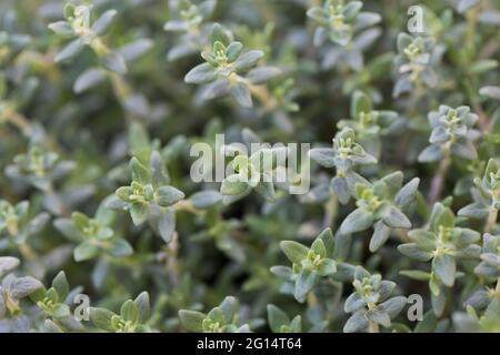 A full frame nature background of the herb Thyme showing detail of stem and leaves Stock Photo