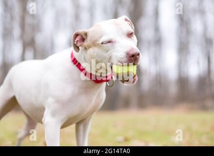 A playful white Terrier mixed breed dog holding a ball in its mouth Stock Photo