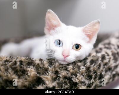 A white shorthair kitten with heterochromia in its eyes, one blue eye and one yellow eye, relaxing in a pet bed Stock Photo