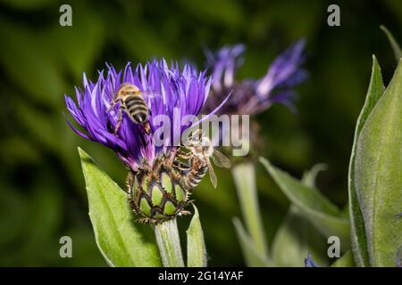 close up of two bees on a purple cornflower. Beautiful purple color and details of the flower. One bee on focus is sitting on the flower, another bee Stock Photo
