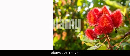 Bixa orellana - Achiote plant with flower in the garden Stock Photo