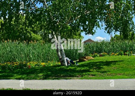 a man sitting under a tree on grass reading, reposing, and enjoying the nice weather and nature looking to trees, and clear blue sky on a sunny summer Stock Photo