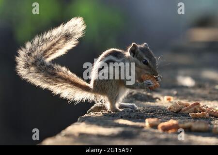 Portrait of an adorable gray chipmunk eating a cookie standing on the stone surface Stock Photo