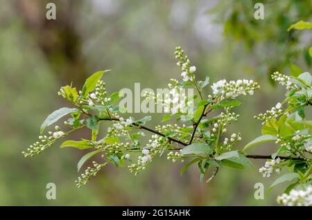Beautful Bird-cherry Tree with tiny white flowers isolated on blurry background Stock Photo