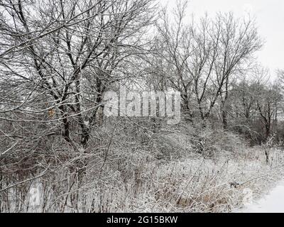 Snow Covered Trees: After a fresh snowfall, trees along a path in the woods are covered in snow on their branches Stock Photo
