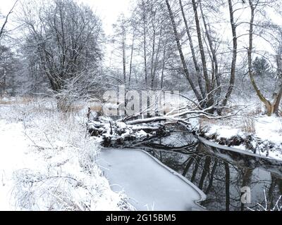 Fallen, Snow Covered Trees Over a River: Trees lay over a river on a winter day, snow covered from a fresh snow fall as ice builds along the bank Stock Photo