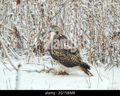 Red-Tailed Hawk on the Ground on a Winter Day: A red-tailed hawk sits on snow covered ground in search of prey on a cold winter morning after a snowfa Stock Photo