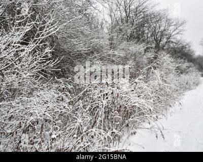 Snow Covered Trees: After a fresh snowfall, trees along a path in the woods are covered in snow on their branches Stock Photo