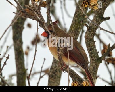 Cardinal on a branch: Female Northern cardinal bird sits with fluffed up feathers on a branch on a cold winter day in brilliant brown and orange color Stock Photo