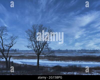 Hawk in a Tree in the Snow: A red-tailed hawk perched high in the tree on a frigid cold winter day overlooking the prairie field Stock Photo