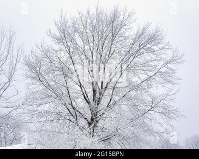 Snow Covered Tree and Tree Branches After a Snow Fall: A maple tree covered in snow with an overcast and cloudy sky in the background on a cold, winte Stock Photo