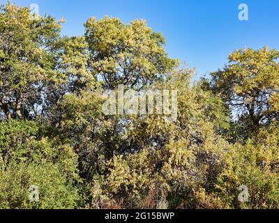 Trees Turning for Fall: A group of trees on the edge of a forest showing faint signs of fall as leaves begin to turn to autumn colors Stock Photo