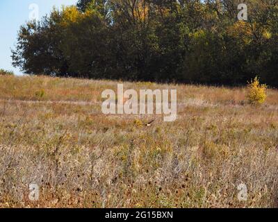 Norther Harrier Hunts the Grasslands: A bird of prey northern harrier hunting with a low flight above grass in the prairie in search of prey on a fall Stock Photo