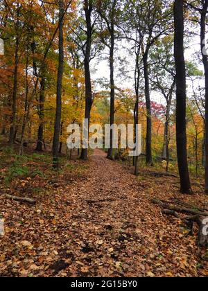 Walking on an Autumn Day in the Forest: A wood chipped, winding path through a brightly fall colored trees portraying a scenic landscape Stock Photo