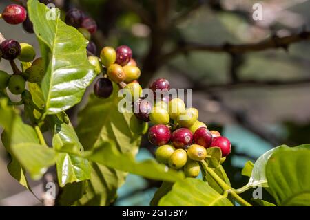 Arabicas coffee beans ripening on tree in North of thailand Stock Photo