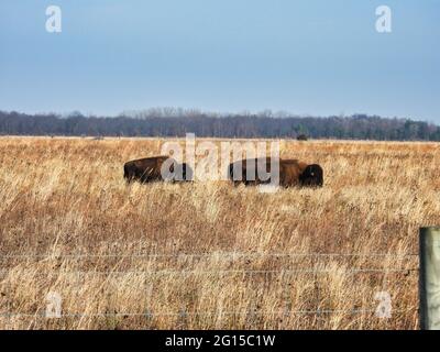 Bisons Grazing in a Field: Two American buffalos graze in a fall prairie field on a sunny fall day with a clear sky in the background Stock Photo