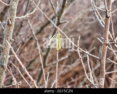 Frozen Leaf on a Winter Morning Covered in Ice Frost: A closeup of a single leaf hanging on to a narrow branch on an early winter morning covered in i Stock Photo