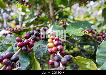 Arabicas coffee beans ripening on tree in North of thailand Stock Photo