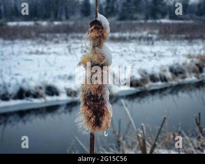 Burst Cattail Frozen Alongside a River in Winter: A cattail burst open in winter, frozen in time and snow and ice covered in close up with river in th Stock Photo