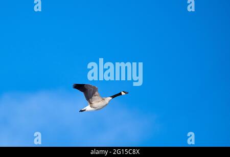 Canada goose (Branta canadensis) in flight, Calgary, Inglewood Bird Sanctuary, Alberta, Canada Stock Photo