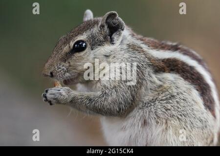 Closeup shot of an adorable gray chipmunk eating a cookie standing on ...