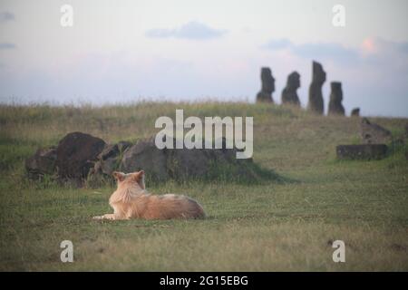 A dog watching Moai statues, Easter Island, Chile Stock Photo