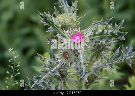 Milk Thistle Plant, Silybum, Silymarin Stock Photo