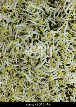 Mung bean sprouts are a culinary vegetable grown by sprouting mung beans. They can be grown by placing and watering the sprouted beans in the shade un Stock Photo