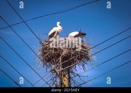 A stork's nest high up on a telephone pole, taken in summer where two storks and a pair of birds are building their nest - Ciconiidae. Stock Photo