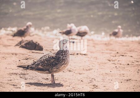 Close-up of seagulls on the beach at the Baltic Sea in bright sunshine. Birds on the beach with footprints in the sand. Stock Photo