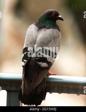 Pigeon in the rain Stock Photo