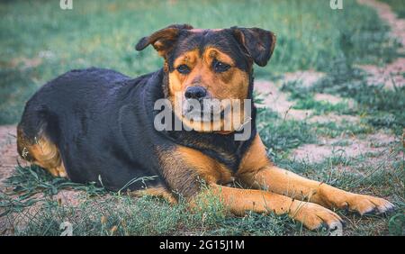 Rottweiler guard dog relaxing on the meadow outdoors. Mixed breed dog relaxed in the meadow Close-up of a mixed breed dog. Stock Photo