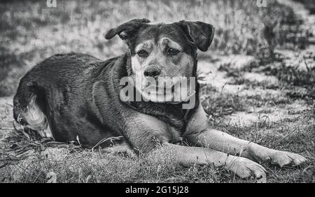 Rottweiler guard dog relaxing on the meadow outdoors. Mixed breed dog relaxed in the meadow Close-up of a mixed breed dog. Stock Photo