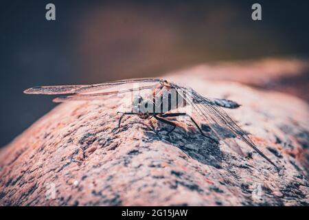 Macro shot of a dragonfly sitting on a hot stone and sunbathing in summer. Dragonfly Deluxe Close-up Odonata Insects Insecta.