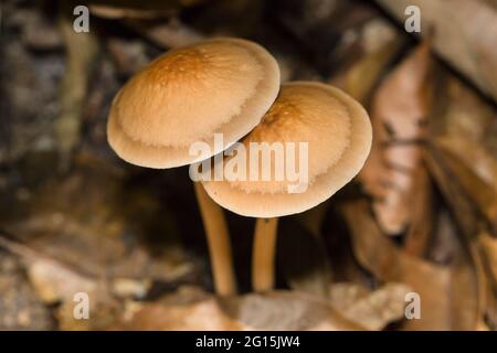 Brown mushrooms growing in the undergrowth of a tropical rainforest Stock Photo