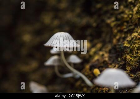 Wild cup mushrooms growing on a dead tree trunk in a tropical jungle Stock Photo