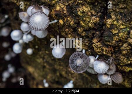 Cluster of wild cup mushrooms growing on a dead tree trunk in a tropical jungle Stock Photo