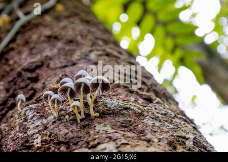 Worm eye view of a cluster of wild cup mushrooms growing on a tree trunk in a rainforest Stock Photo