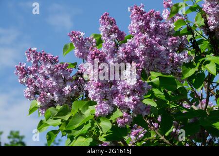 Flowering shrubs Blue Syringa vulgaris Lilac Purple Spikes in Spring Stock Photo