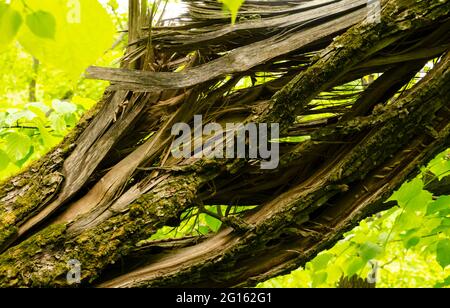 Broken tree trunk after passed heavy win force against green background Stock Photo