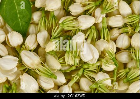 Dried jasmine flowers hi-res stock photography and images - Alamy